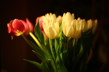 Fototapeta premium Bouquet of red and white tulips in the dark room