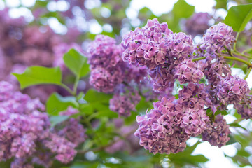 Lilac bush bloom, large beautiful lilac branches in the garden