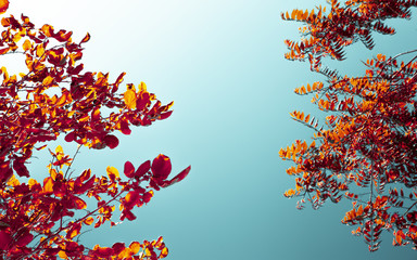 Creative colorful layout of plant leaves on a blue sky background. Concept of natural design and style.