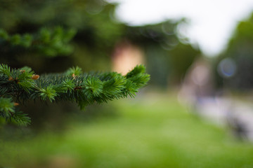 Close up fir tree branch