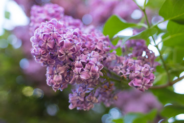 Blossoming lilac branch, lilac bush flowering in spring garden