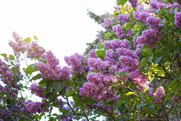 Lilac bush bloom, large beautiful lilac branches in the garden