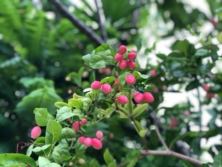 Fresh Carunda or Karonda fruit growth on the branch tree in organic botanical garden. Herb fruit for health.