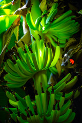 Fresh green banana on tree