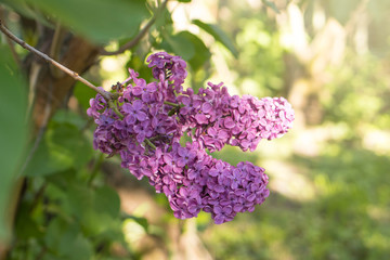 Obraz premium Lilac bush bloom, large beautiful lilac branches in the garden
