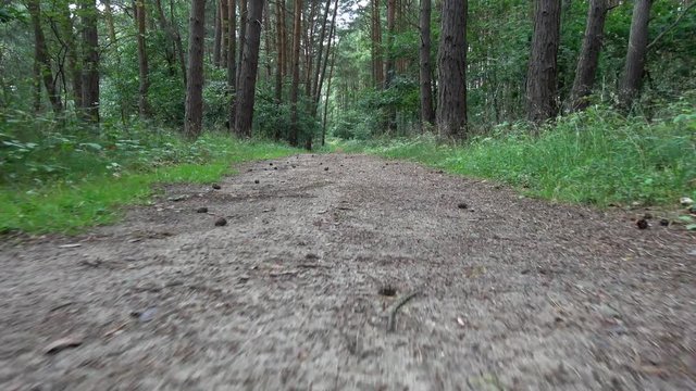 durch den Wald laufen, aus Hundesicht gefilmt