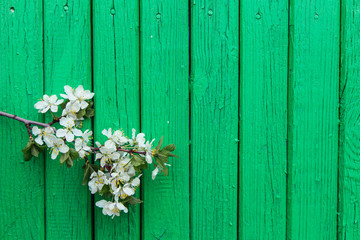 Blossom cherry branch on old rustic green wooden background