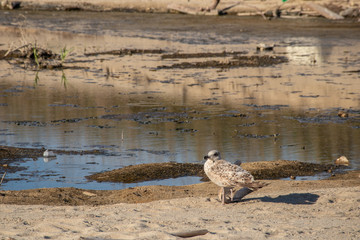 Seagull with broken wing on the beach.