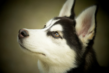 Husky Welpe 