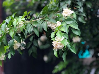 Beautiful green leaves of plants named 