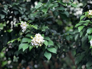 Beautiful green leaves of plants named 