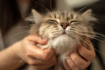 man caresses a cat, the relationship of man and cat