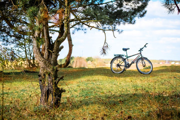 Cycling in nature. Bicycle near the old pine