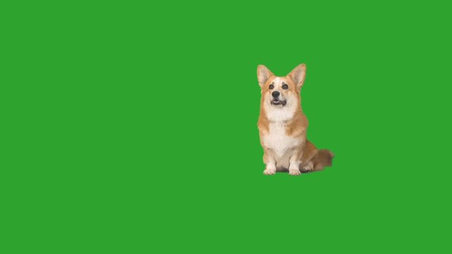 Welsh Corgi dog looks up and down on a green screen