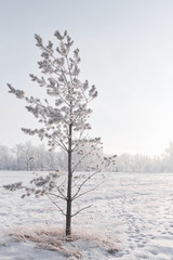 Winter Landscape And Tree
