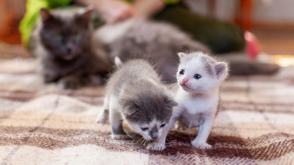 Fototapeta premium Two small kittens are playing next to their mother cat