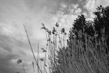 grass and sky