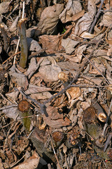 Dried leaves and twigs scattered on the ground. 
Interesting background of fallen leaves and branches.