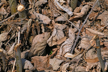 Dried leaves and twigs scattered on the ground. 
Interesting background of fallen leaves and branches.