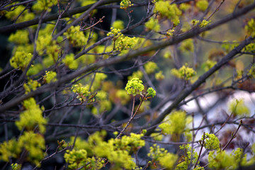Tree branches full of young green leaves. Beautiful spring leafing of trees. 