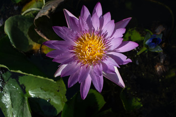 purple pinky lotus flower in the pond with green water lily