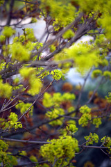 Tree branches full of young green leaves. Beautiful spring leafing of trees. 