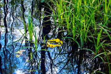 A small wreath of dandelions floats in calm water near the shore with large grass. Slavic pagan holiday Ivan Kupala.
