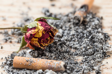 Pictures of withered roses in soot