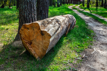 Obraz premium A large log on the side of a country road in a beautiful picturesque forest.