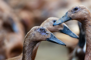 close up of a duck