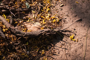 dead tree in the ground autumm summer