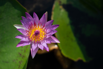 pinky lotus flower in the pond with green water lily