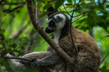 Lemur Madagascar