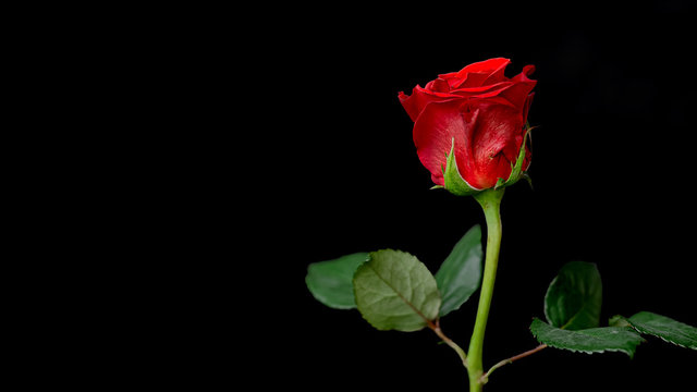 Red rose on black background postcard with copy space