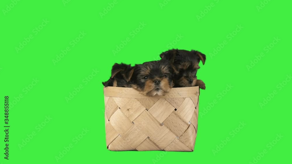 Wall mural three yorkshire terrier puppies in a wicker basket on a green screen