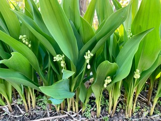 lily of the valley