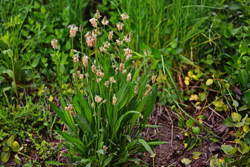 Plantago lanceolata. Ribwort plantain plants, with spike-shaped inflorescences.