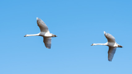 two swans in flight