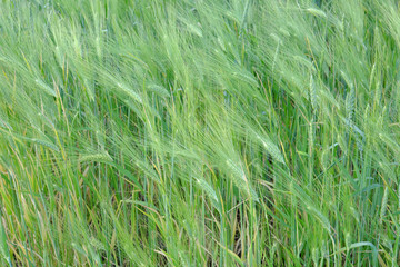 Wheat ears as background. Unripe grain. Harvest cereals.