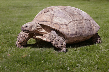 Obraz premium Large turtle in the grass isolated