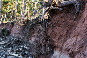 tree roots exposed through coastal erosion