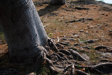tree deep root on the park autumm mid day