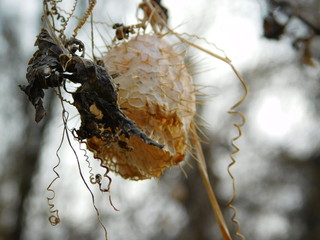 Close-up Of Fruit In Forest
