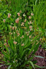 Plantago lanceolata. Ribwort plantain plants, with spike-shaped inflorescences.