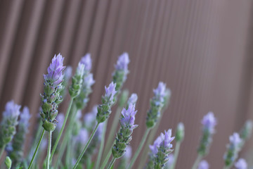 Naklejka premium 茶色の柵の前に置かれたラベンダーの花