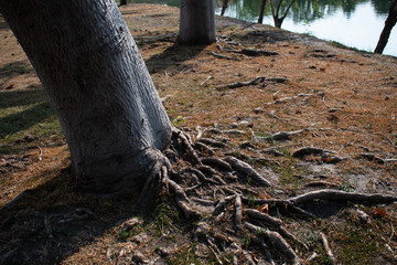 tree deep root on the park autumm mid day
