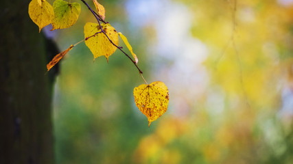 Obraz premium Tree branch with yellow autumn leaves on a blurred background.