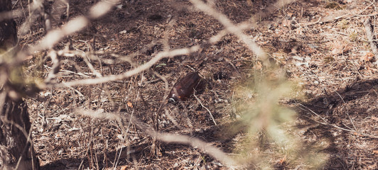 Brown plastic bottle on the ground in a pine forest.
