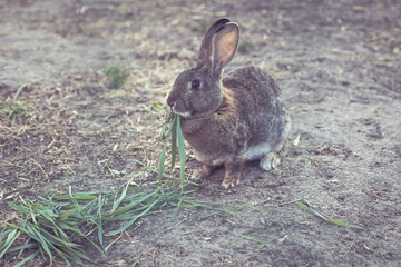 Rabbit eats green grass on a free range