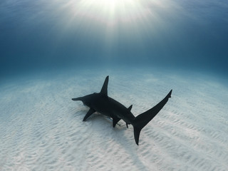 Great hammerhead swimming in sunlight, Bahamas. - obrazy, fototapety, plakaty